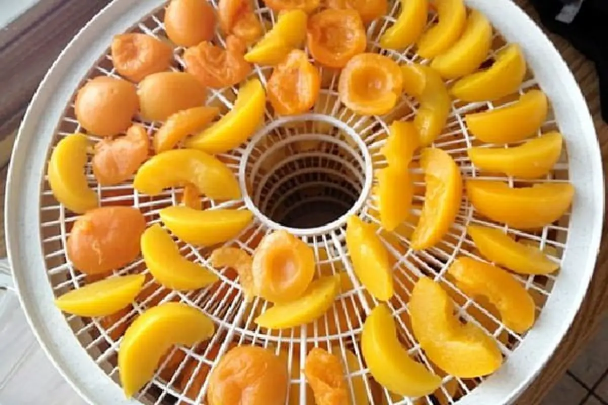 خشک-کردن-زرد-آلو-با-دستگاه-میوه-خشک-کن