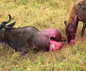 صحنه دهشتناک؛ کفتار زالو چسبید به کل یالدار جنینشو از تو شکم پاره اش درآورد بلعید