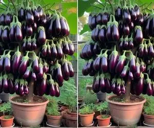 کشاورزی نوین؛ تخم بادمجون و با نوشابه ترکیب کرد کاشت تو گلدون و درختش درومد