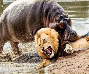 مستند حیات وحش / شیر پاشو گذاشت تو قلمرو اسب آبی