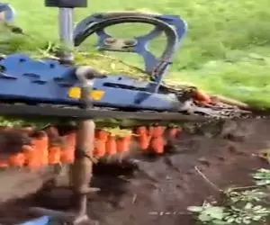 کشاورزی نوین؛ ماشین جای این که مثل آدم هلک هلک دونه ای هویج بچینه قلفتی همه رو کند