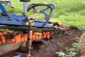 کشاورزی نوین؛ ماشین جای این که مثل آدم هلک هلک دونه ای هویج بچینه قلفتی همه رو کند