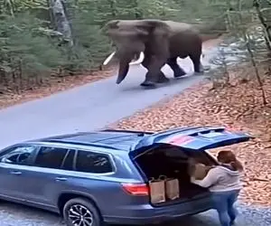 معماری طبیعت؛ زن با دیدن فیل وحشی زهله اش ترکید