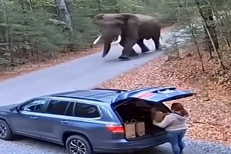 معماری طبیعت؛ زن با دیدن فیل وحشی زهله اش ترکید