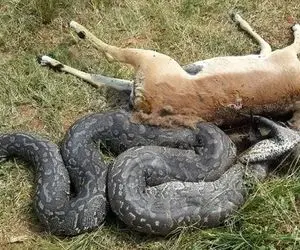 احمقانه های حیات وحش؛ پیتون جا اینکه گوزن رو از کفل هاش بخوره از شاخ می بلعه