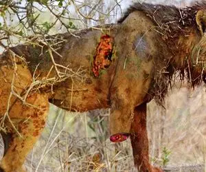 شاهکار حیات وحش؛ شیر شریر مجروح شده یه پاشو به فنا داده ولی افتاده دنبال شکار