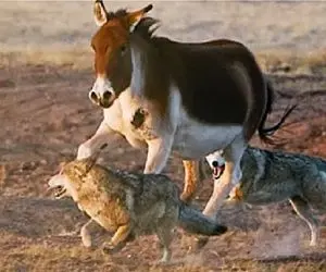 مستند حیات وحش؛ خر میتونه گرگ رو هم با خر بازی به کشتن بده