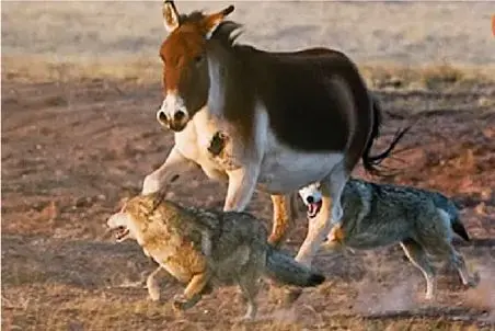 مستند حیات وحش؛ خر میتونه گرگ رو هم با خر بازی به کشتن بده