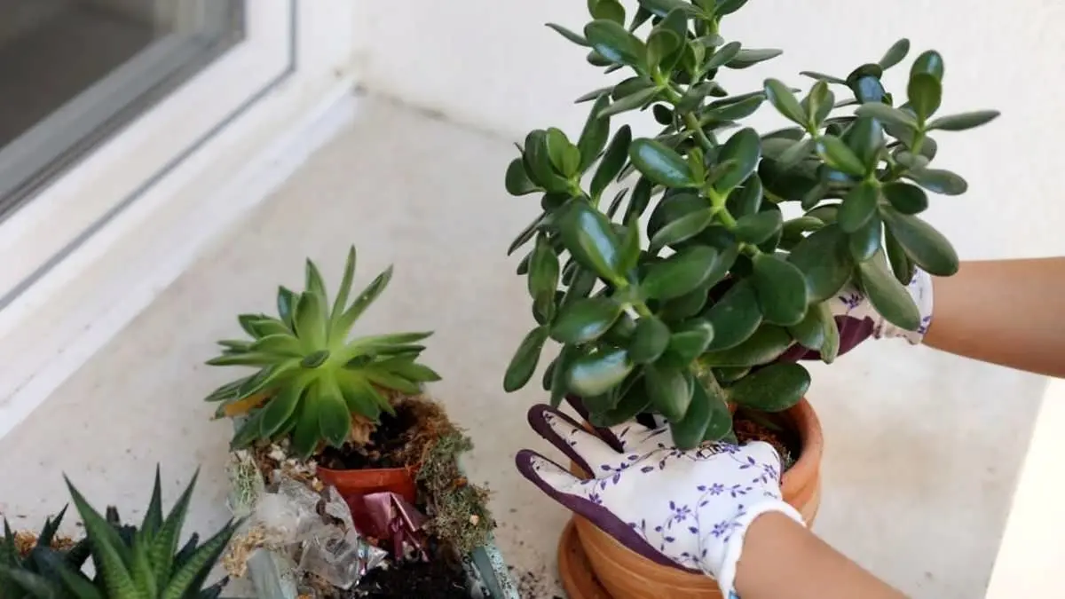 planting-a-jade-plant