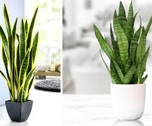 نور مورد نیاز برای نگهداری سانسوریا؛ گل زبون مادرشوهر انقدر خوشگل، مگه میشه مگه داریم!