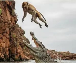 مستند حیات وحش؛ میمون با محاسبات اشتباه صاف افتاد تو حلق تمساح