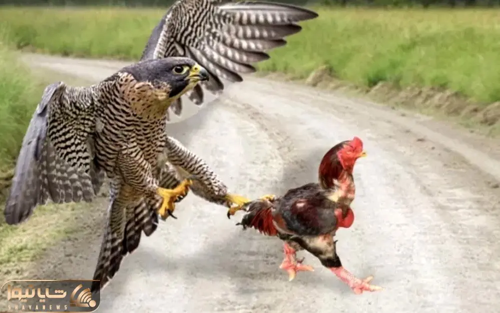 مستند حیات وحش؛ خروس رگ غیرتی عقابی که قصد شورش در‌ حرمسرا داشت پاره میکنه