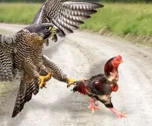 مستند حیات وحش؛ خروس رگ غیرتی عقابی که قصد شورش در‌ حرمسرا داشت پاره میکنه