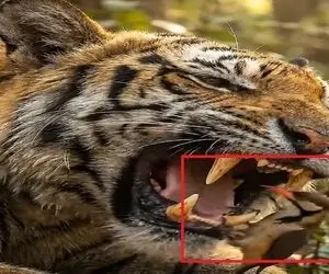 پرنده زرنگی که نه تنها شکار ببر نشد غذایش را هم از دهان او برداشت برد