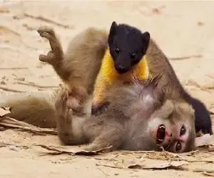 مستند حیات وحش؛ مانگوس ریزه دمار از روزگار میمون درآورد