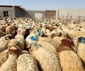 قیمت دام زنده امروز ۱۶ اردیبهشت ۱۴۰۴ + جدول