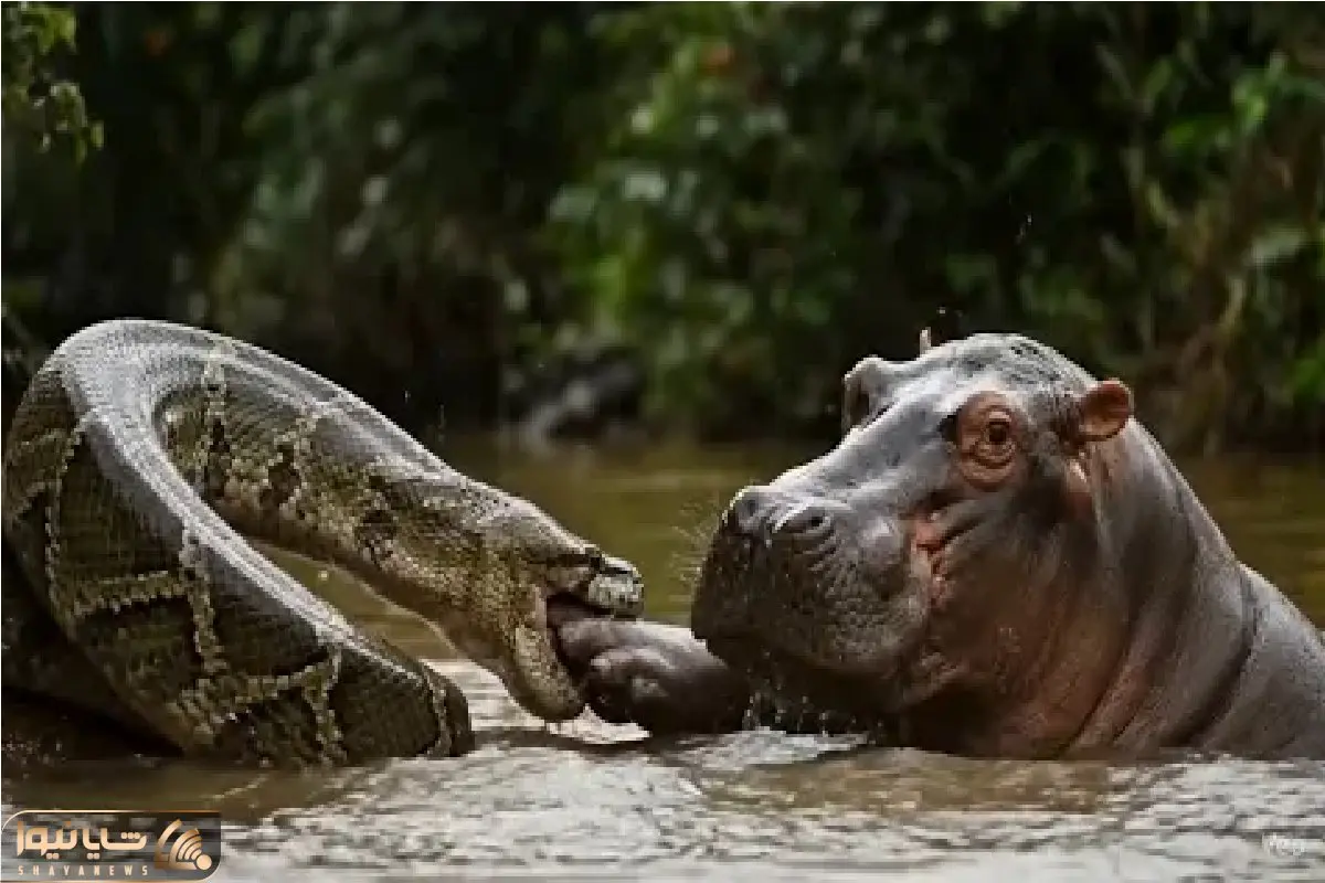 مستند حیات وحش / جدال مذبوحانه پیتون غول و اسب آبی هردو را به قهقرا برد