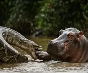 مستند حیات وحش / جدال مذبوحانه پیتون غول و اسب آبی هردو را به قهقرا برد