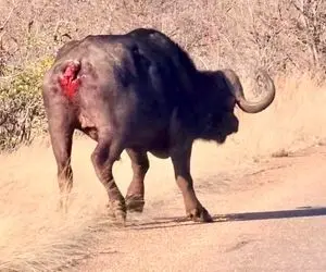 مستند حیات وحش؛ بوفالو دمش را فدا کرد تا از کفتارها بگریزد