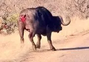 مستند حیات وحش؛ بوفالو دمش را فدا کرد تا از کفتارها بگریزد