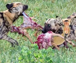 بدایع حیات وحش؛ فقط خدا می‌تواند ایمپالا مسکین را از دست سگ‌های وحشی نجات دهد