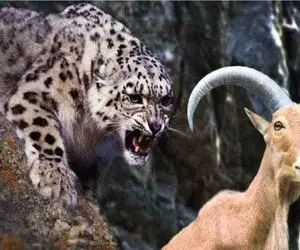 مستند حیات وحش؛ جاذبه نمندی وقتی پلنگ دلش گوشت بز میخواد