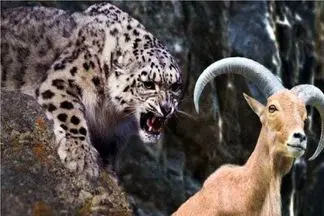 مستند حیات وحش؛ جاذبه نمندی وقتی پلنگ دلش گوشت بز میخواد