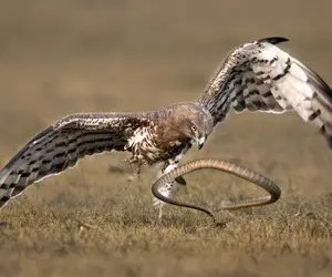 از جذابیت های حیات وحش؛ عقاب جنگی مار رو شکار کرد و یه شام دِبش برد تو لونه!