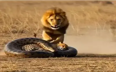 حیات وحش جذاب؛ پیتون غول شبیخون زد پلنگ ببلعه شیر پاره اش کرد