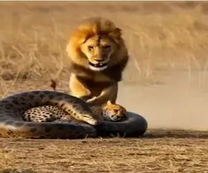 حیات وحش جذاب؛ پیتون غول شبیخون زد پلنگ ببلعه شیر پاره اش کرد