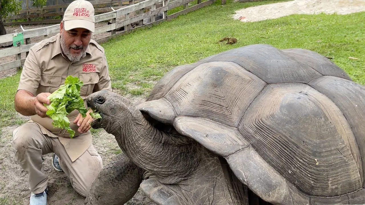 لاک پشت غول پیکر؛ این لاکپشت پیر 100 ساله به قدری بزرگه که نگاه اول انگار فیله