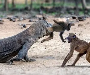 شاهکار حیات وحش؛ کومودوی بدسگال بچه میمون های در حال بازی رو بلعید