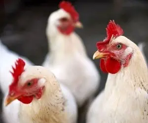 قیمت مرغ زنده امروز شنبه 11 بهمن 99