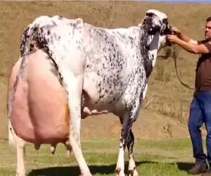 گاوهای باورنکردنی؛ گاو غول بقدری شیر داره ده تا گوساله همزمان شیر میده