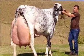 گاوهای باورنکردنی؛ گاو غول بقدری شیر داره ده تا گوساله همزمان شیر میده