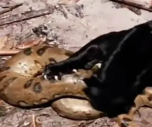 از جذابیت های حیات وحش؛ پیتون ناغافل پیچید دور پلنگ سیاه و اینقدر فشارش داد تا کشتش