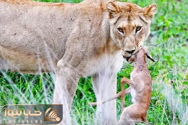 Baby Impala Fights Back with Head inside Lion’s Mouth