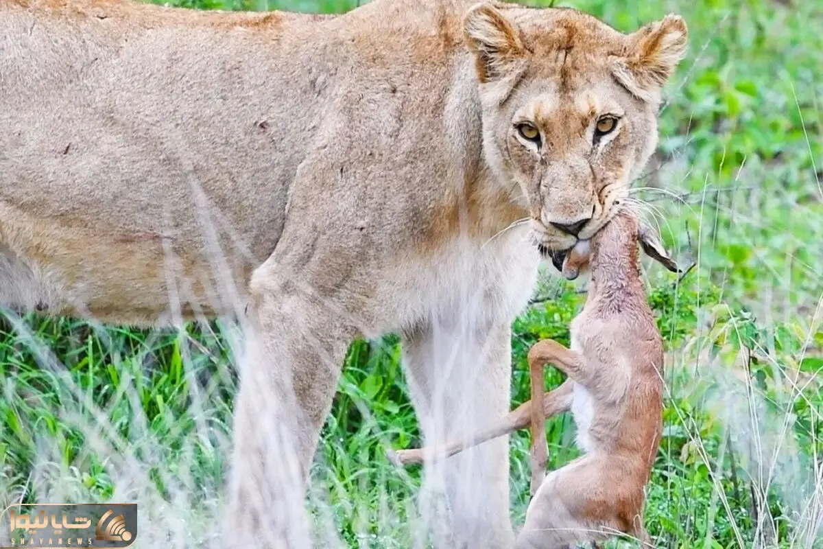 Baby Impala Fights Back with Head inside Lion’s Mouth