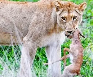 از جذابیت های حیات وحش؛ مبارزه شجاعانه بچه ایمپالا با ماده شیر برای تبدیل نشدن به شام