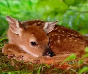 بر مدار وحش؛ پلنگ به بچه آهو رحم میکند؟