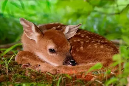 بر مدار وحش؛ پلنگ به بچه آهو رحم میکند؟