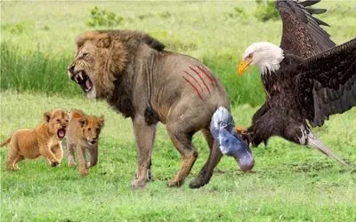 جنگ حیات وحش/ شیردر یک نبرد خونین، ایمپالا را از دست عقاب نجات می دهد