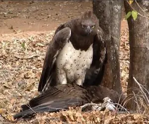 مستند حیات وحش؛ عقاب منفجر کننده آسمانی که حتی حریف بزرگان هم میشود