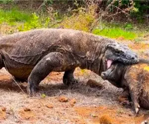 مستند حیات وحش؛ کومودو سفاک ته گراز فشار میده به زمین جا کنه تو حلقومش