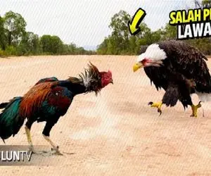 جذابیت حیات وحش؛ خروس برای حفاظت از حرمسراش عقاب بدسگال و درید