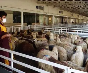 قیمت دام زنده امروز ۲۳ بهمن ۱۴۰۳/ بازار یزد ملتهب شد؟