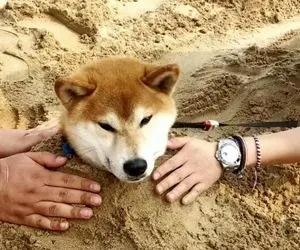 شیبا اینو در حال مبارزه و رویاها در حال نابود شدن!