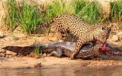 نبرد حیات وحش/ فیتیله پیچ شدن پلنگ توسط تمساح