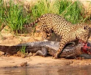 نبرد حیات وحش/ فیتیله پیچ شدن پلنگ توسط تمساح