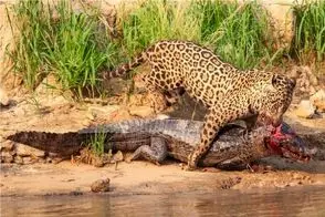 نبرد حیات وحش/ فیتیله پیچ شدن پلنگ توسط تمساح